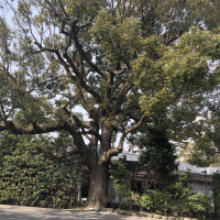 淀川邸前の大きな木