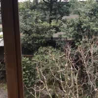 2階から見える庭