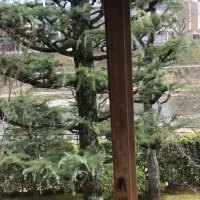 鴨川沿いの景色。3月の見学だったので緑はまだ少ないです。