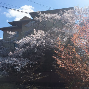 桜が綺麗でした。|525696さんのROKUSISUI KYOTO OKAZAKI（ロクシスイ キョウト オカザキ）（営業終了）の写真(748562)