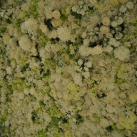 披露宴会場のホワイエ。フォトスポットの花壁は好評
