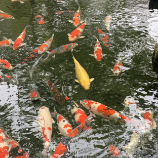 日本庭園の池には鯉がたくさん