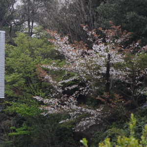 挙式後に行く庭の桜と緑|526927さんのTHE LANDMARK SQUARE TOKYO（ザランドマークスクエアトーキョー）（営業終了）の写真(741056)