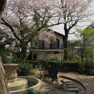 大きな桜の木 ほかにネムノキなど