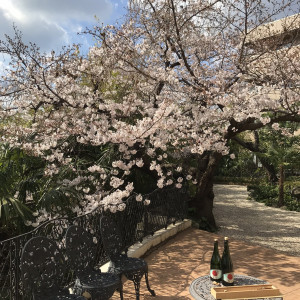 桜がきれい|527248さんの北野異人館 旧クルペ邸の写真(743870)