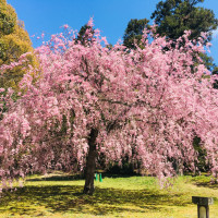広大な庭に春には桜が満開でした。ロケーション撮影可能