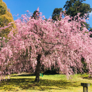 広大な庭に春には桜が満開でした。ロケーション撮影可能|527459さんのリストランテ オルケストラータ(春日野国際フォーラム甍内)の写真(748549)