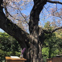 桜のシンボルツリー
