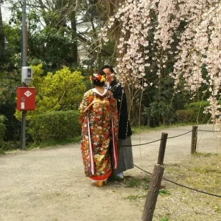 公園内の前撮りにて、しだれ桜の前で。