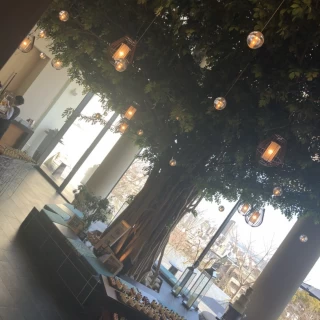 シンボルツリーです。