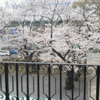 バルコニーから見た桜