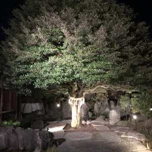 お庭の木斛の木、夜バージョンです|528595さんの木斛邸の写真(752052)