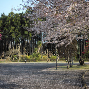 駐車場にも桜並木があり、当日は桜吹雪でした。|529147さんのザ・ハウス・オブ ブランセの写真(756411)