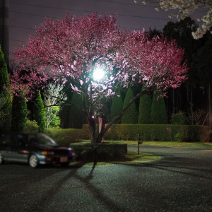 駐車場も花がたくさん。色々な花があるので季節がずれても大丈夫|529147さんのザ・ハウス・オブ ブランセの写真(756413)