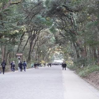 明治神宮参道。