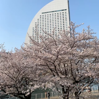結婚式当日は桜が満開でした。
