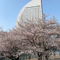 結婚式当日は桜が満開でした。
