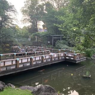 池には鯉がたくさんいました
