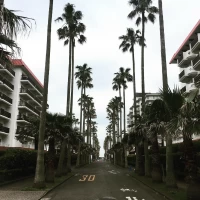 ヤシの木並木