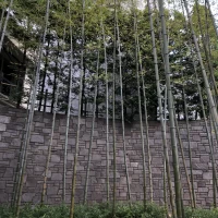入り口には竹林があります