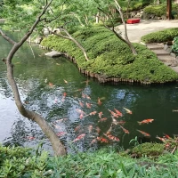 庭園の池