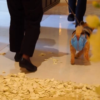 愛犬退場