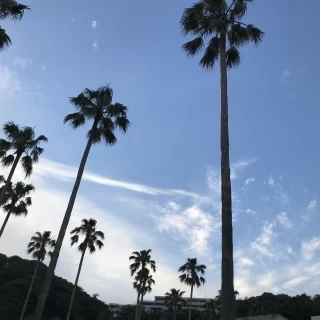 ヤシの木に囲まれ、リゾート気分