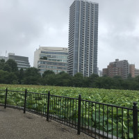 上野恩賜公園不忍池を沿うように歩いて行くとルーキスの建物。