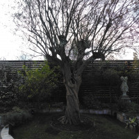 ガーデン内のオリーブの木