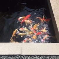 披露宴会場　鳳鳴についている和風庭園の鯉です。元気いっぱい！