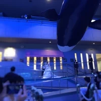 新婦入場
天井にはシャチが