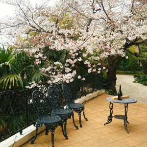元家主が奥さんのために植えた桜だそうです|537255さんの北野異人館 旧クルペ邸の写真(813851)