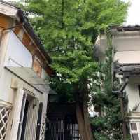 秋はいちょうが綺麗な庭園。