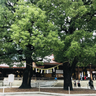 参道のすぐ横にある夫婦の木