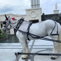 大きな白馬