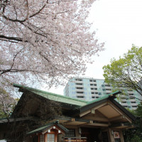 東郷神社（4月なので桜満開でした）