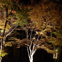 教会外の木もちゃんとライトアップされてました