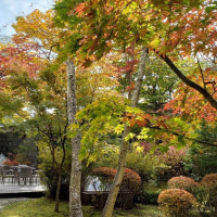 11月は本来なら落葉しているそうですが、今回は紅葉してました