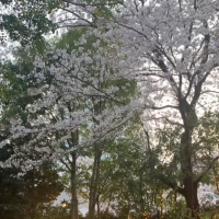 桜が満開でした