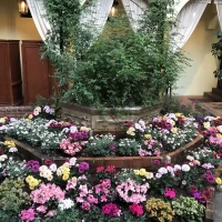 挙式会場途中の庭です。花が印象的でした。