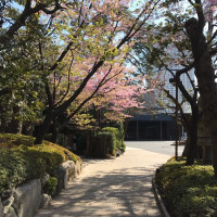 早い桜が3月でも咲いてました