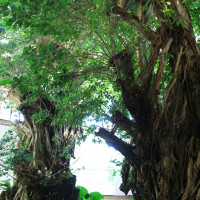 中庭には大きなガジュマルの木があり撮影スポットです