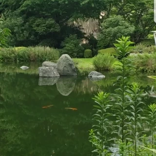 庭には池があります