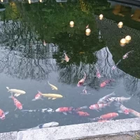 チャベル横にお庭といけがあります