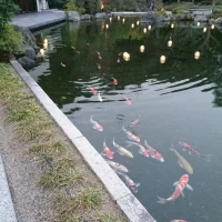 池には錦鯉がたくさん泳いでいて近づくとよってきます