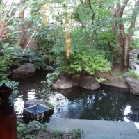 お庭、鯉がいる