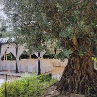樹齢500年以上のオリーブの木