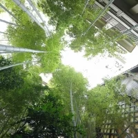 庭の竹林　2