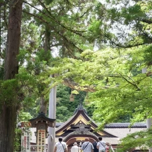 緑が綺麗な境内|557436さんの大神神社の写真(1244744)