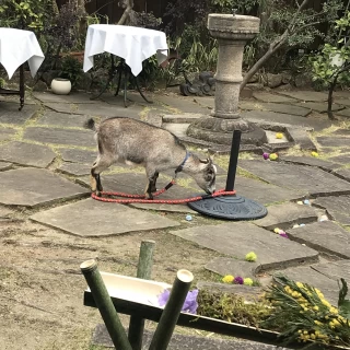ヤギがいました